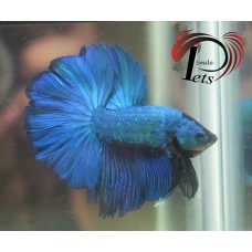 PDR 1759